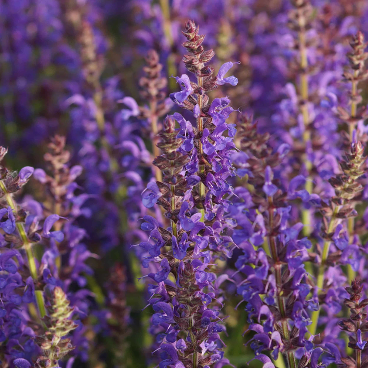 Salvia Nemorosa 'Rügen' - Steppen-Salbei 3 Salvia Nemorosa 'Rügen' - Steppen-Salbei