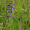 Salvia Pratensis - Wiesensalbei -Deutschland Gartenbedarf Verkäufe 2024 206454 blumixx stauden salvia pratensis 1