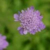 Scabiosa Columbaria - Tauben-Skabiose