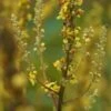 Verbascum Nigrum - Dunkle Königskerze -Deutschland Gartenbedarf Verkäufe 2024 206589 blumixx stauden verbascum nigrum 1