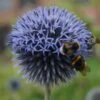 Echinops Ritro - Kugeldistel -Deutschland Gartenbedarf Verkäufe 2024 221992 blumixx stauden echinops ritro