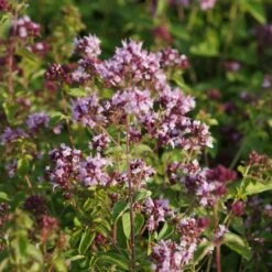 Blumenkasten-Set Wilde Biene 5 Pflanzen - Sonnig -Deutschland Gartenbedarf Verkäufe 2024 222504 blumixx stauden origanum vulgare