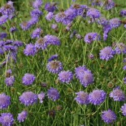 Blumenkasten-Set Wilde Biene 5 Pflanzen - Sonnig -Deutschland Gartenbedarf Verkäufe 2024 222506 blumixx stauden scabiosa columbaria butterfly blue