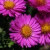 Aster Dumosus-Hybr. 'Starlight' - Kissenaster -Deutschland Gartenbedarf Verkäufe 2024 223395 blumixx stauden aster dumosus hybr starlight