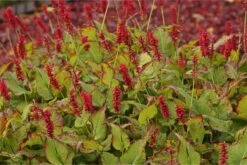 Bistorta Amplexicaulis 'J. S. Caliente'® - Kerzenknöterich