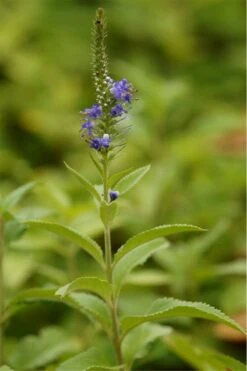 Veronica Longifolia - Langblättriger Ehrenpreis