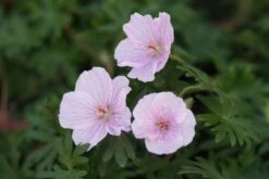 Geranium Sanguineum 'Apfelblüte' - Garten-Blutstorchschnabel -Deutschland Gartenbedarf Verkäufe 2024 226544 blumixx stauden geranium sanguineum apfelbluete 3