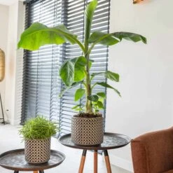 Blumentopf Thies D17 Cm Anthrazit Auslaufmodell -Deutschland Gartenbedarf Verkäufe 2024 227251 tsi blumixx blumentopf thies anthrazit 17cm mit bananenpflanze