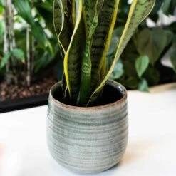 Keramik-Blumentopf Iris D14cm Mint -Deutschland Gartenbedarf Verkäufe 2024 228040 blumixx tsi keramik blumentopf iris mint 14cm bueropflanze 1