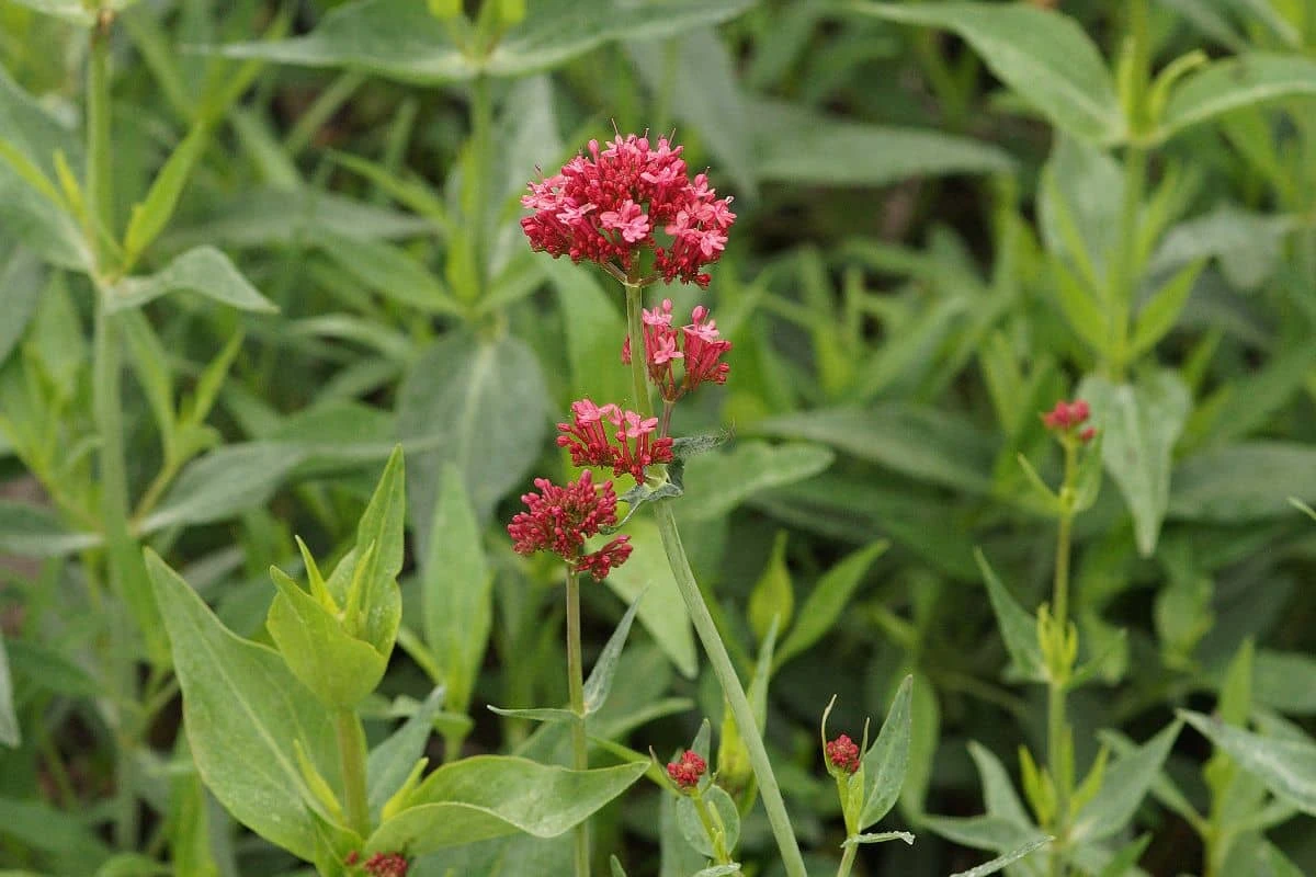 Centranthus Ruber 'Coccineus' - Garten-Spornblume 4 Centranthus Ruber 'Coccineus' - Garten-Spornblume – Bild 2