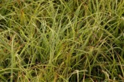 Luzula Nivea - Schneemarbel -Deutschland Gartenbedarf Verkäufe 2024 231586 blumixx stauden luzula nivea 2