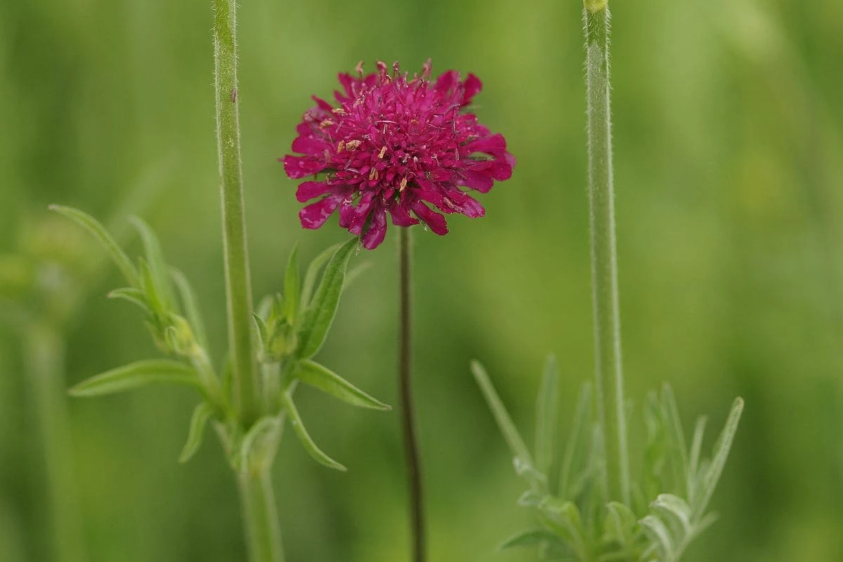 Knautia Macedonica - Mazedonische Witwenblume 4 Knautia Macedonica - Mazedonische Witwenblume – Bild 2