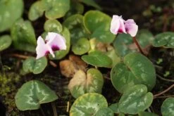 Cyclamen Coum - Frühlings-Alpenveilchen -Deutschland Gartenbedarf Verkäufe 2024 231588 blumixx stauden cyclamen coum 02