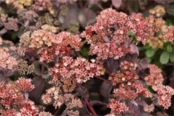 Sedum Spectabile 'Purple Emperor' - Fetthenne 7 Sedum Spectabile 'Purple Emperor' - Fetthenne -Deutschland Gartenbedarf Verkäufe 2024 231589 blumixx stauden sedum spectabile purple emperor 03