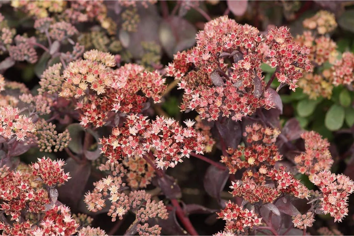 Sedum Spectabile 'Purple Emperor' - Fetthenne 5 Sedum Spectabile 'Purple Emperor' - Fetthenne – Bild 3