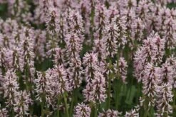 Stachys Monnieri 'Rosea' - Dichtblütiger Ziest -Deutschland Gartenbedarf Verkäufe 2024 265136 blumixx stauden stachys monnieri rosea ziest