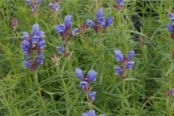 Dracocephalum Ruyschiana - Drachenkopf 7 Dracocephalum Ruyschiana - Drachenkopf -Deutschland Gartenbedarf Verkäufe 2024 265155 blumixx stauden dracocephalum ruyschiana drachenkopf 3