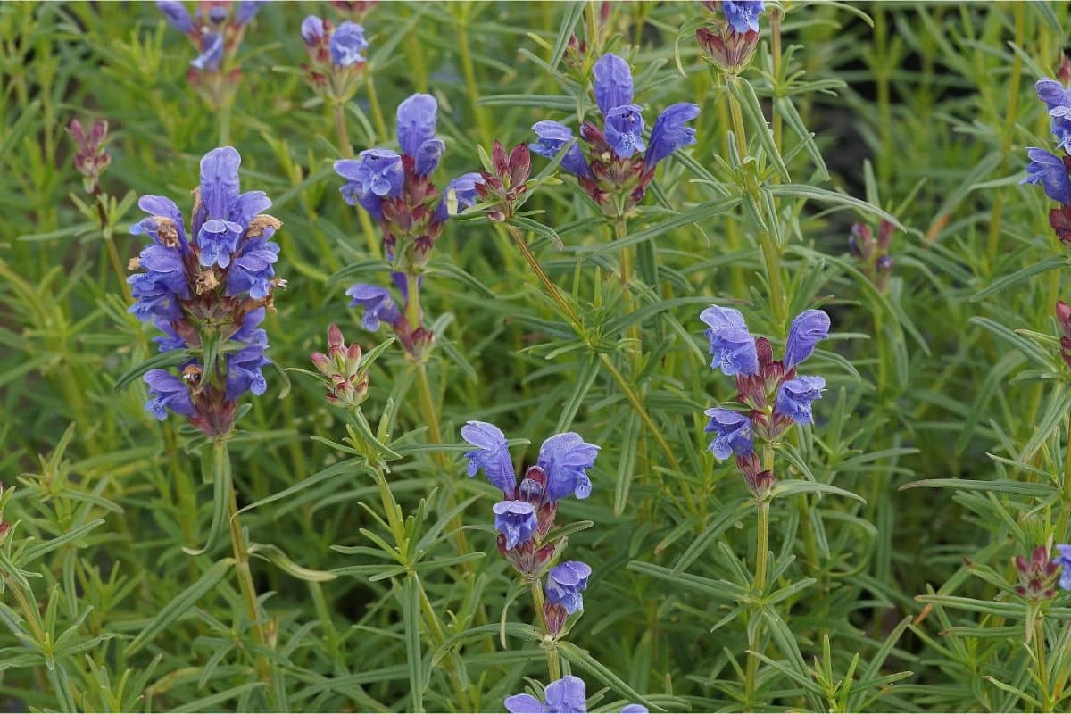 Dracocephalum Ruyschiana - Drachenkopf 5 Dracocephalum Ruyschiana - Drachenkopf – Bild 3