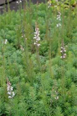 Linaria Purpurea 'Canon J.Went' - Purpur-Leinkraut -Deutschland Gartenbedarf Verkäufe 2024 265172 blumixx stauden linaria purpurea canon jwent 03