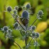 Eryngium Planum - Flachblättrige Mannstreu -Deutschland Gartenbedarf Verkäufe 2024 275882 eryngium planum edeldistel