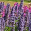 Agastache Rugosa-Hybr. 'Blue Fortune' - Duftnessel 1 Agastache Rugosa-Hybr. 'Blue Fortune' - Duftnessel -Deutschland Gartenbedarf Verkäufe 2024 276989 blumixx stauden agastache blue fortune duftnessel