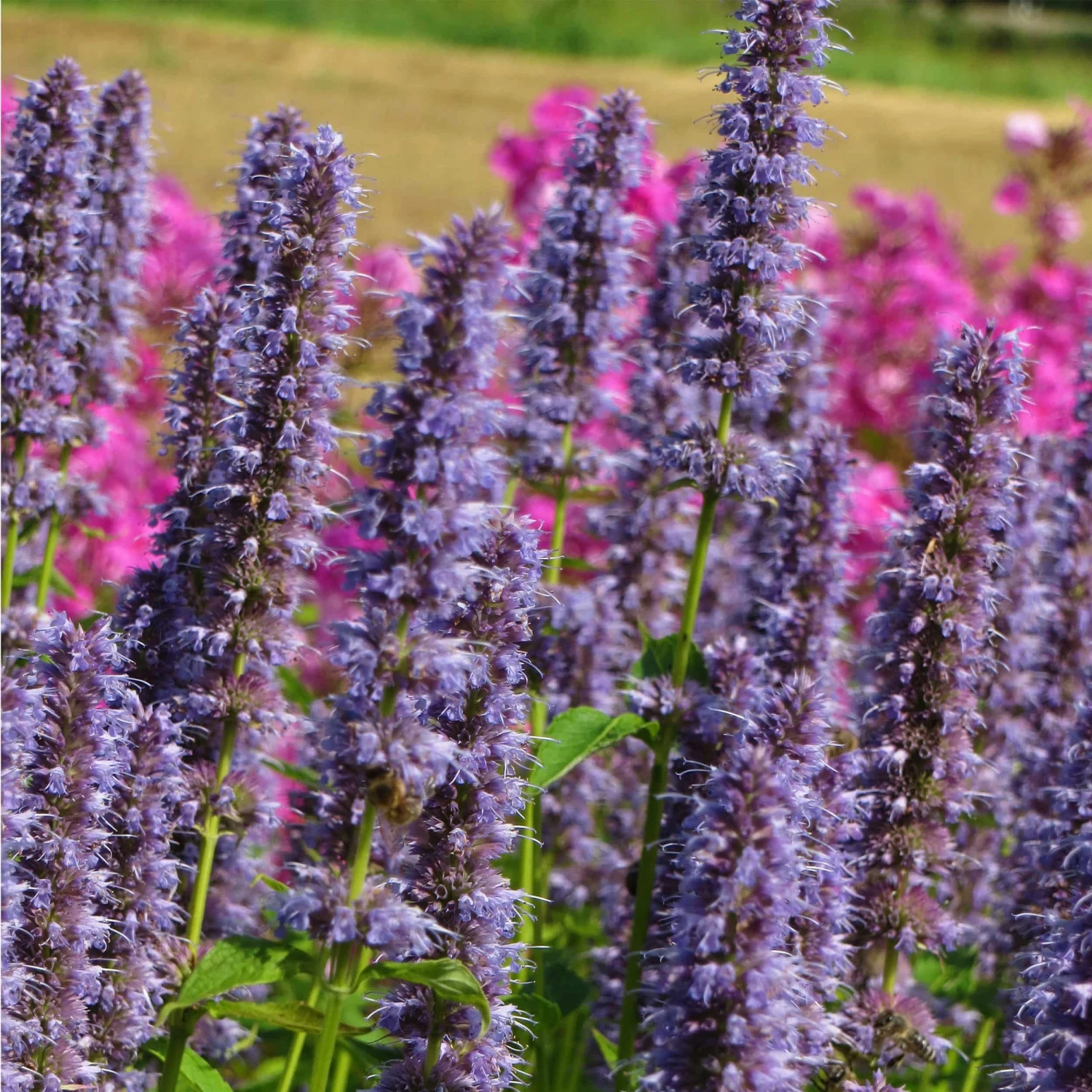 Agastache Rugosa-Hybr. 'Blue Fortune' - Duftnessel 3 Agastache Rugosa-Hybr. 'Blue Fortune' - Duftnessel