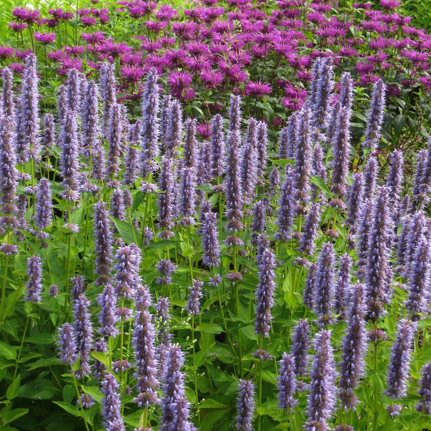 Agastache Rugosa-Hybr. 'Blue Fortune' - Duftnessel 4 Agastache Rugosa-Hybr. 'Blue Fortune' - Duftnessel – Bild 2