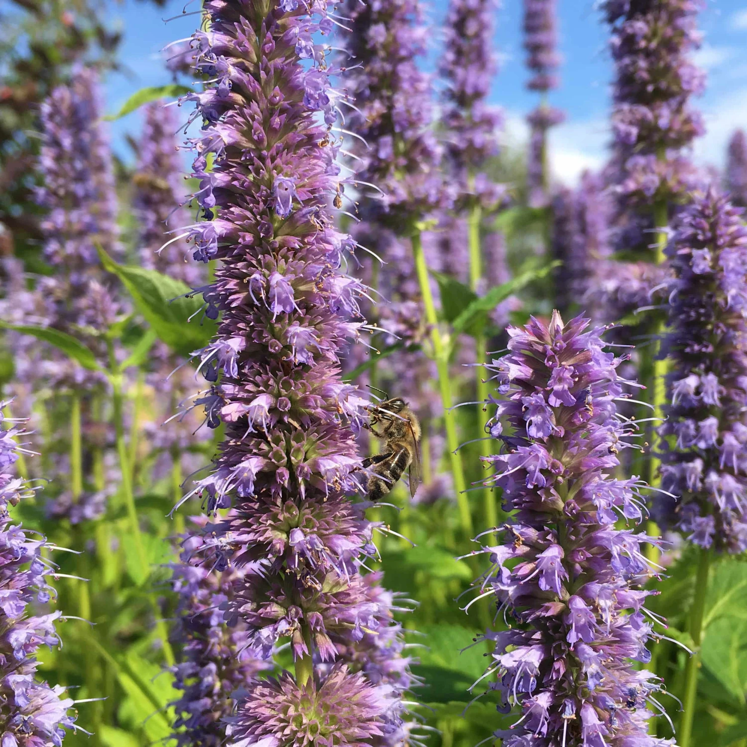 Agastache Rugosa-Hybr. 'Blue Fortune' - Duftnessel 5 Agastache Rugosa-Hybr. 'Blue Fortune' - Duftnessel – Bild 3