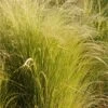 Stipa Tenuissima - Zartes Federgras 2 Stipa Tenuissima - Zartes Federgras -Deutschland Gartenbedarf Verkäufe 2024 276996 blumixx stauden stipa tenuissima nasella tenuissima 2