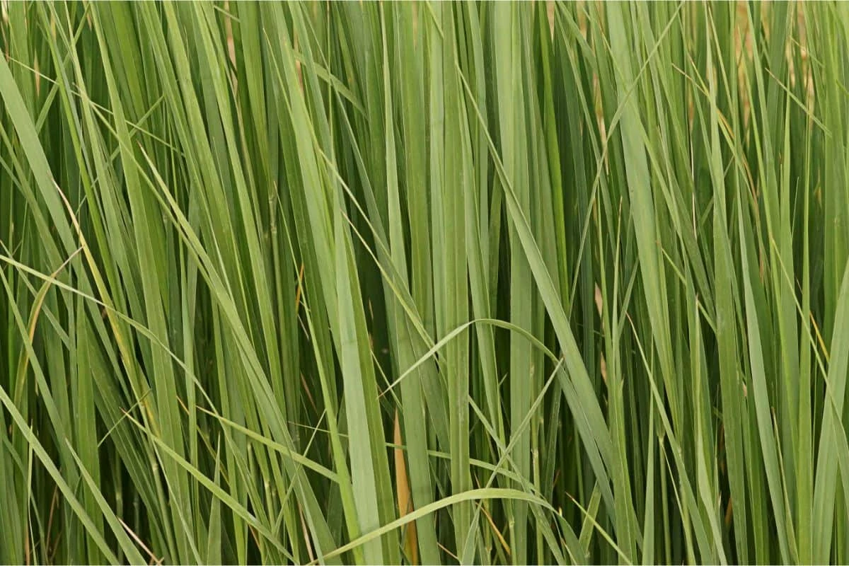 Panicum Virgatum 'Northwind' - Rutenhirse 4 Panicum Virgatum 'Northwind' - Rutenhirse – Bild 2