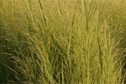 Panicum Virgatum 'Northwind' - Rutenhirse 7 Panicum Virgatum 'Northwind' - Rutenhirse -Deutschland Gartenbedarf Verkäufe 2024 277670 blumixx stauden panicum virgatum northwind 1