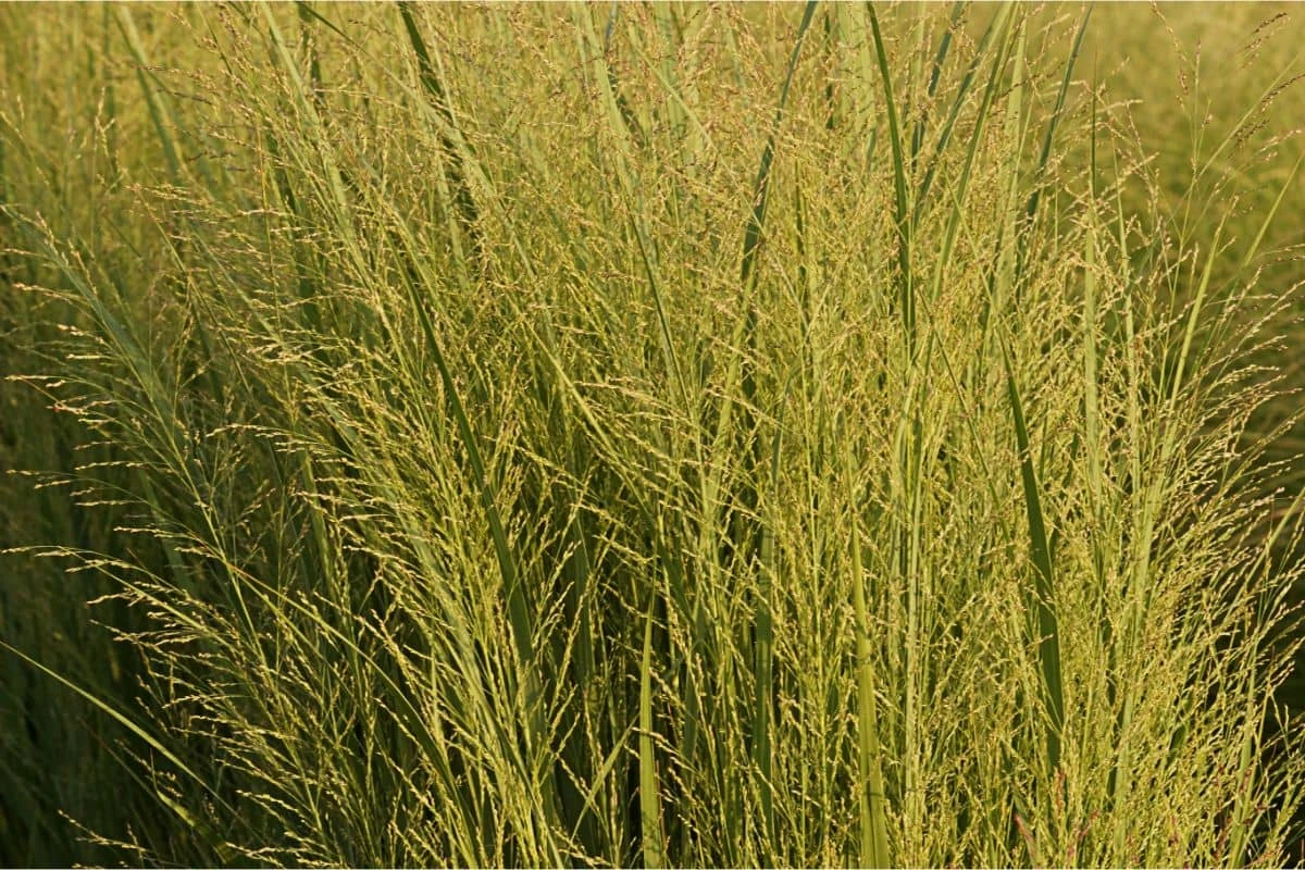 Panicum Virgatum 'Northwind' - Rutenhirse 5 Panicum Virgatum 'Northwind' - Rutenhirse – Bild 3