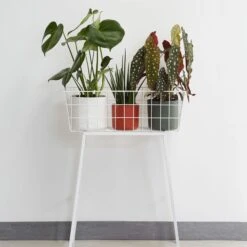 Elho Blumentopf B.for Soft Rund D16 Cm Weiß -Deutschland Gartenbedarf Verkäufe 2024 277910 elho blumentopf b for soft 16cm weiss zimmerpflanzen