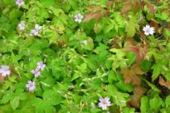 Geranium Nodosum - Knotiger Bergwald-Storchschnabel -Deutschland Gartenbedarf Verkäufe 2024 278671 blumixx stauden geranium nodosum 2
