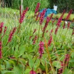 Bistorta Amplexicaulis 'J. S. Caliente'® - Kerzenknöterich -Deutschland Gartenbedarf Verkäufe 2024 279215 blumixx stauden bistorta amplexicaulis j s caliente