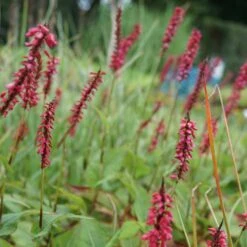 Bistorta Amplexicaulis 'J. S. Caliente'® - Kerzenknöterich -Deutschland Gartenbedarf Verkäufe 2024 279216 blumixx stauden bistorta amplexicaulis j s caliente 1