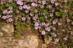 Thymus Longicaulis Ssp.odoratus - Kaskaden-Thymian 7 Thymus Longicaulis Ssp.odoratus - Kaskaden-Thymian -Deutschland Gartenbedarf Verkäufe 2024 280505 blumixx stauden thymus longicaulis sspodoratus
