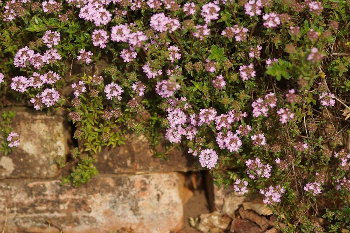Thymus Longicaulis Ssp.odoratus - Kaskaden-Thymian 5 Thymus Longicaulis Ssp.odoratus - Kaskaden-Thymian – Bild 3