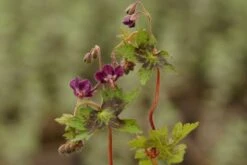 Geranium Phaeum 'Samobor' - Brauner Storchschnabel