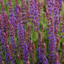 Blumenkasten-Set Wilde Biene 5 Pflanzen - Sonnig -Deutschland Gartenbedarf Verkäufe 2024 322597 blumixx stauden salvia nemorosa ostfriesland 2