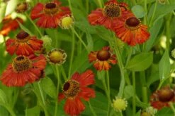 Helenium Hybride 'Baudirektor Linne' - Sonnenbraut -Deutschland Gartenbedarf Verkäufe 2024 327057 blumixx stauden helenium hybride baudirektor linne 3