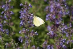 Nepeta X Faassenii 'Walkers Low' - Katzenminze -Deutschland Gartenbedarf Verkäufe 2024 327067 blumixx stauden nepeta x faassenii walkers low 2