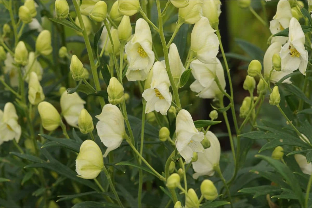 Aconitum Napellus 'Album' - Eisenhut 4 Aconitum Napellus 'Album' - Eisenhut – Bild 2