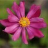 Anemone Japonica-Hybr. 'Pamina' - Herbstanemone