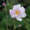 Anemone Japonica-Hybr. 'Königin Charlotte' - Herbstanemone -Deutschland Gartenbedarf Verkäufe 2024 327087 blumixx stauden anemone japonica hybr koenigin charlotte 1