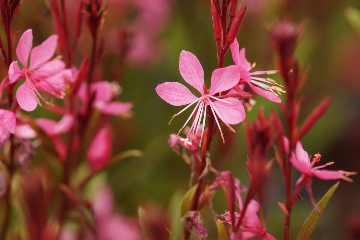 Gaura Lindheimeri 'Siskyou Pink' - Rosa Prachtkerze 4 Gaura Lindheimeri 'Siskyou Pink' - Rosa Prachtkerze – Bild 2