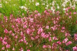 Gaura Lindheimeri 'Siskyou Pink' - Rosa Prachtkerze 7 Gaura Lindheimeri 'Siskyou Pink' - Rosa Prachtkerze -Deutschland Gartenbedarf Verkäufe 2024 327107 blumixx stauden gaura lindheimeri siskyou pink 2