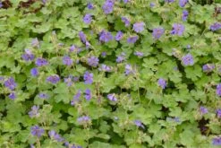 Geranium Renardii 'Philippe Vapelle' - Kaukasus-Storchschnabel -Deutschland Gartenbedarf Verkäufe 2024 327108 blumixx stauden geranium renardii philippe vapelle 2