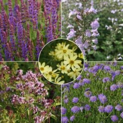 Blumenkasten-Set Wilde Biene 5 Pflanzen - Sonnig