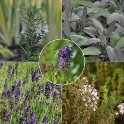 Blumenkasten-Set Kräuter & Blumen 5 Pflanzen - Sonnig